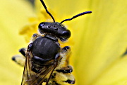 Burrowing Bee (za) (Halictidae sp)